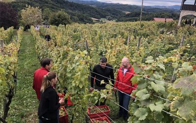Vešligaj: ‘Ne damo Europi da čupa naše vinograde – male hrvatske podrume moramo braniti od grubog “grubbing-up” plana’